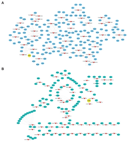 Construction networks of the DElncRNAs and their cis- and trans-regulated DEmRNAs.