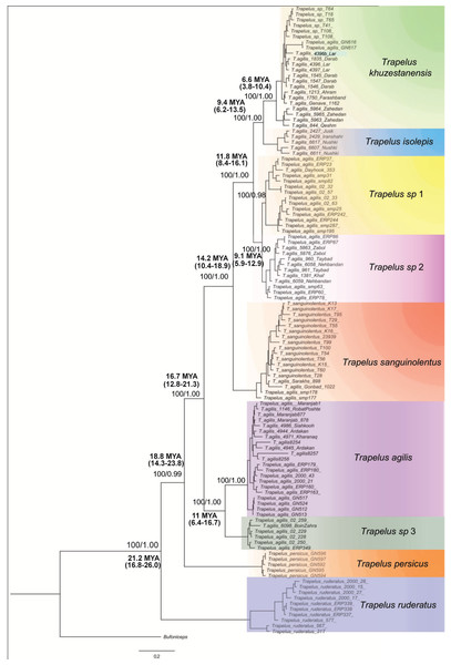 Phylogenetic tree of Trapelus agilis based on mtDNA genes.