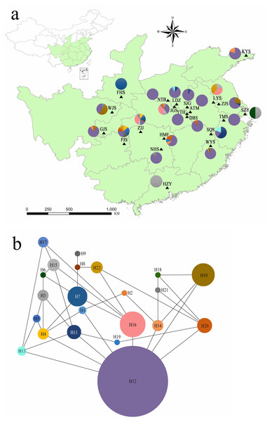 (A) Chloroplast haplotypes and sampling location present in Lindera glauca populations analyzed in the present study (see Table 1 for details). Each population is represented by a triangle, and pie charts are shown when a population was present in more than one haplotype. The green background shows the provincial-level distribution of the species in China. (B) Haplotype network generated with the TCS program. Each haplotype is represented by a single color, and circle sizes correspond to the relative frequency of a particular haplotype in the total sample.