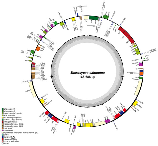 Microcycas calocoma annotated circular genome.