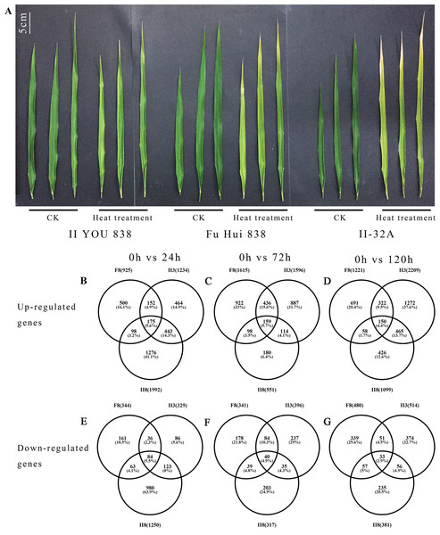 Changes in flag leaves and gene expression between hybrid rice (II8) and the paternal F8 and maternal II3 lines after heat stress.