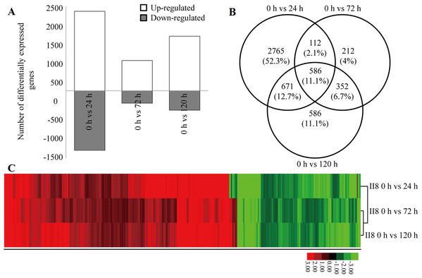 Differential gene expression in hybrid rice (II8) in response to different durations of heat stress.