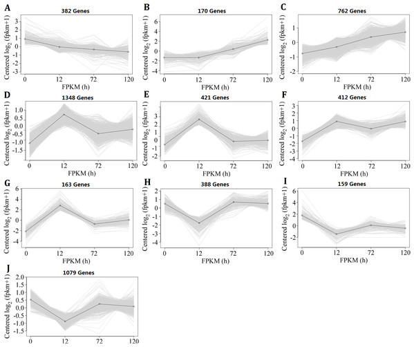 Expression patterns of the differentially expressed genes in hybrid rice (II8) flag leaves after different durations of heat-stress.