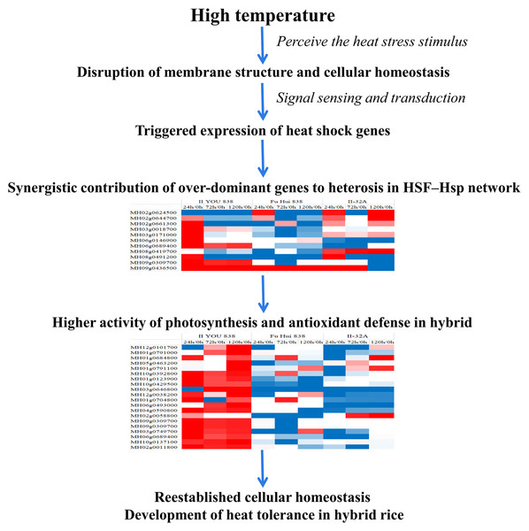 Schematic illustration of heat tolerance mechanism in the hybrid rice (II8).