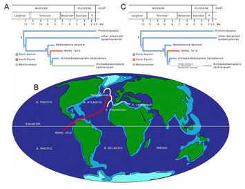 A new species of rorqual whale (Cetacea, Mysticeti, Balaenopteridae ...