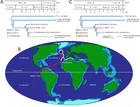 A New Species Of Rorqual Whale (cetacea, Mysticeti, Balaenopteridae 