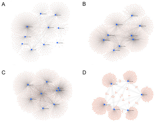 Interaction network of hub miRNAs.