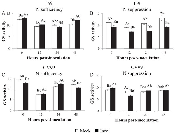 Glutamine synthetase in vitro activity in leaves of resistant (I59) (A and B) and susceptible (CV99) (C and D) coffee genotypes under N sufficiency (A and C) and N suppression (B and D) conditions with mock and rust inoculated coffee leaves.