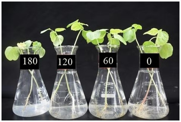 Effect of different levels of Cu concentration (0, 60, 120 and 180 µmol L−1) on H. cannabinus seedlings.