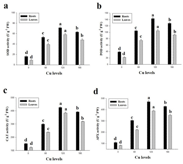 Effect of different levels of Cu on SOD (A), POD (B), CAT (C) and APX (D) on H. cannabinus seedlings.