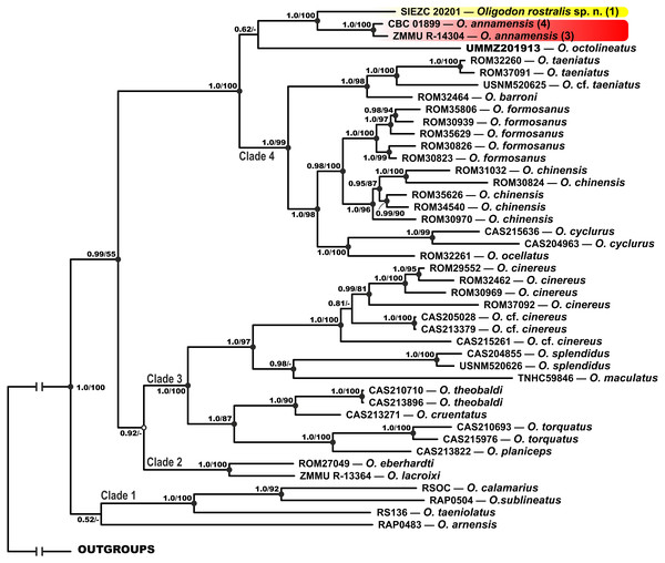 Bayesian inference tree of Oligodon derived from the analysis of 3,131 bp of 12S rRNA, 16S rRNA and cyt b mitochondrial DNA gene sequences.