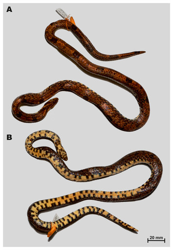 A new species of Oligodon Fitzinger, 1826 from the Langbian Plateau ...