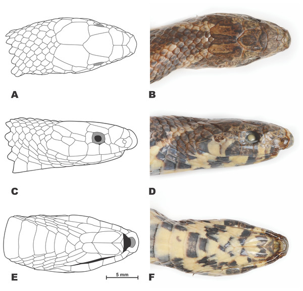 Drawings (A, C, E) and photos (B, D, F) showing head scalation of the holotype Oligodon rostralis sp. nov. in preservative (SIEZC 20201, male).