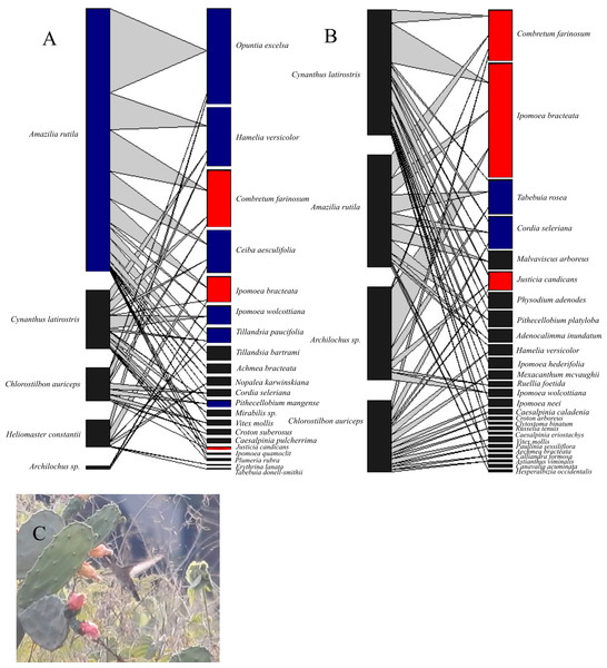 Bipartite hummingbird-plant interaction networks in the Chamela dry forest, Mexico.