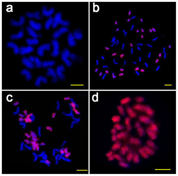 The FISH images of ICRd. motif (red) hybridized to mitotic chromosomes of four species.