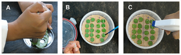Scheme showing the preparation of coffee leaf disks and the inoculation of Hemileia vastatrix uredospores.