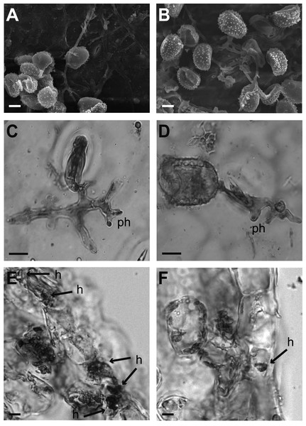 Cytological analysis of inoculated leaf disks.