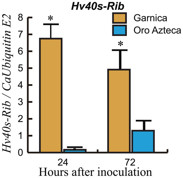 Growth of H. vastarix on inoculated leaf disks.