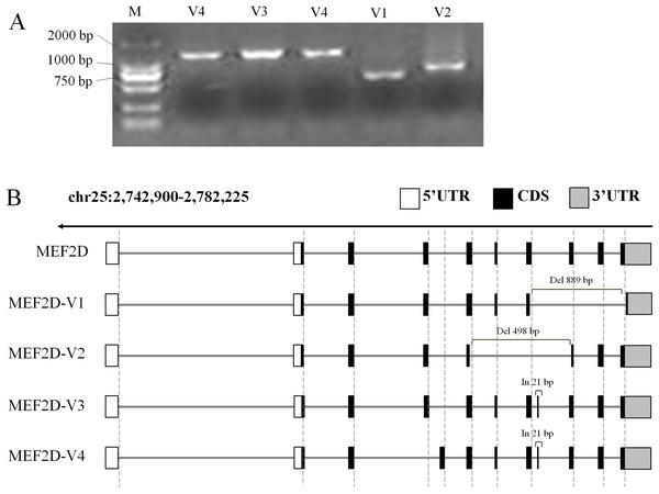 Gene structures of various transcripts of chicken MEF2D.