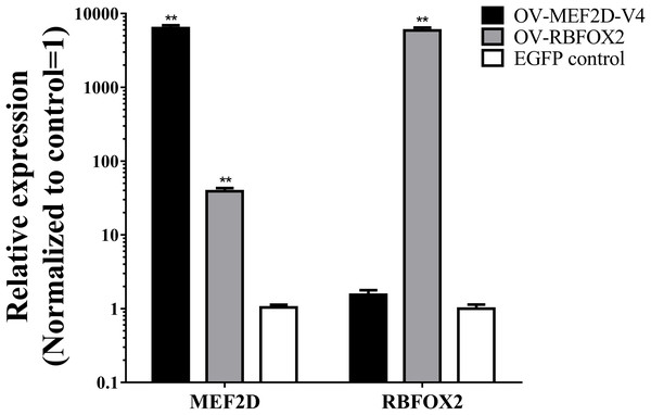 Overexpression of MEF2D and RBFOX2 in chicken myoblast.