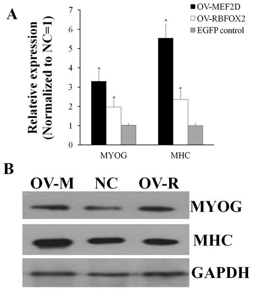 Chicken MEF2D promotes primary myoblast differentiation.