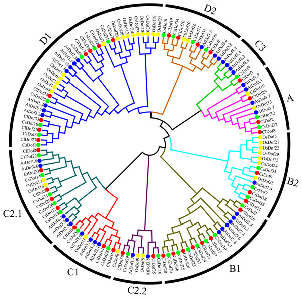 Phylogenetic relationships of Dof family proteins in watermelon, cucumber, rice and Arabidopsis.
