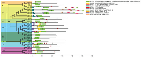 Conserved domains of ClDofs based on the evolutionary relationship.