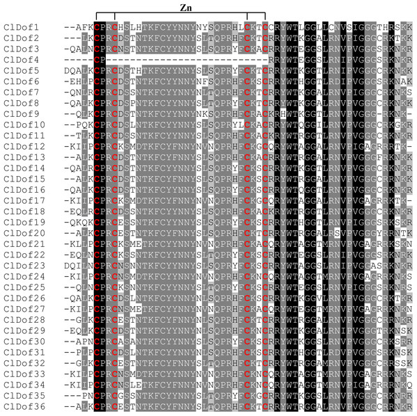 Dof domain sequence alignment of watermelon Dof proteins.