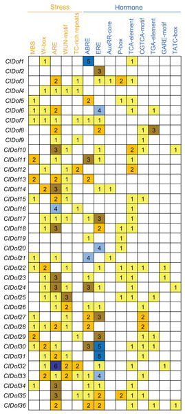 Distribution of stress- and hormone-related cis-elements in the promoter regions of ClDof genes.