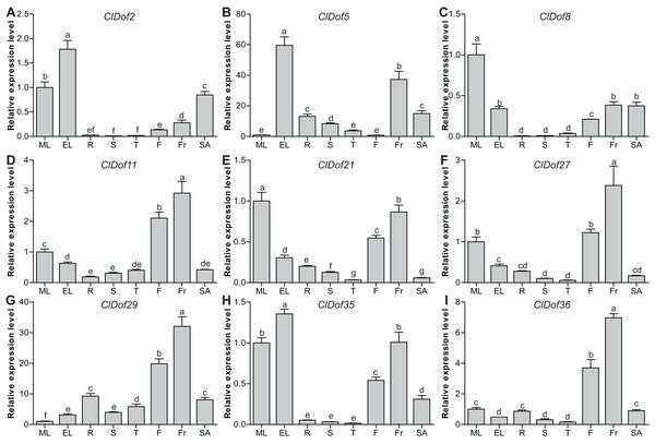 Expression profiles of nine selected ClDof genes (A–I) in various tissues determined by qRT-PCR.