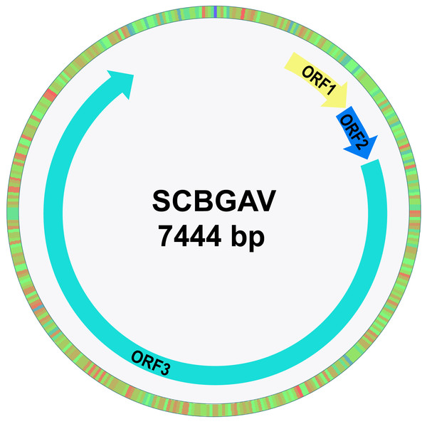 Genome organization of Sugarcane Bacilliform Guadeloupe A Virus.