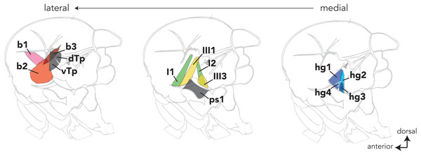 The locations of most control wing muscles in the Drosophila hemithorax.