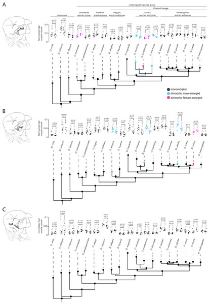 Evolutionary history of sexual size dimorphism in the hg2 (A), hg3 (B), and hg4 (C) wing muscles of Drosophila.