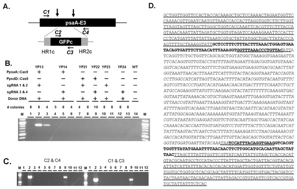 Replacement of the chloroplast genome with donor DNA by Cas9/gRNA.