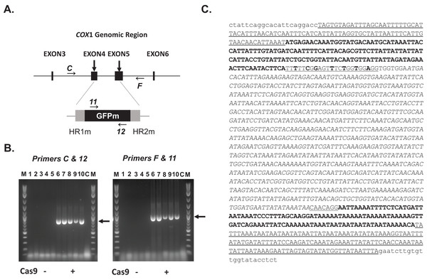 Replacement of the mitochondrial genome with donor DNA by Cas9/gRNA.