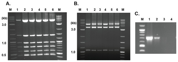 Characterization of Edit Plasmids rescued from yeast mitochondrial transgenic cells.