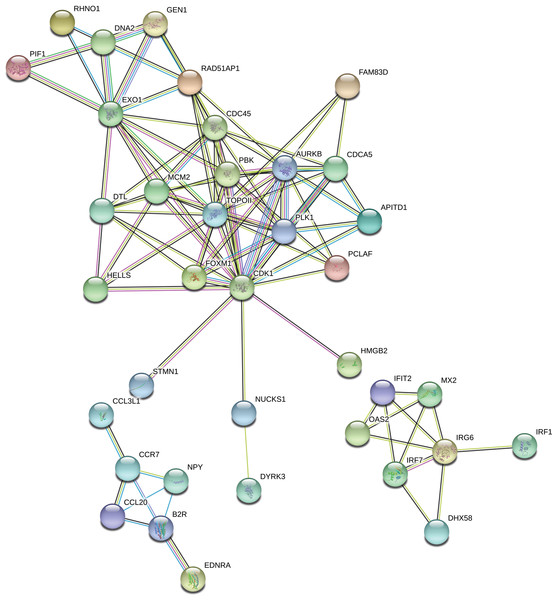 Interaction network of differentially expressed genes (DEGs) identified in AhR knock-down porcine granulosa cells treated with 2,3,7,8-tetrachlorodibenzo-p-dioxin (TCDD) for 3, 12 or 24 h.