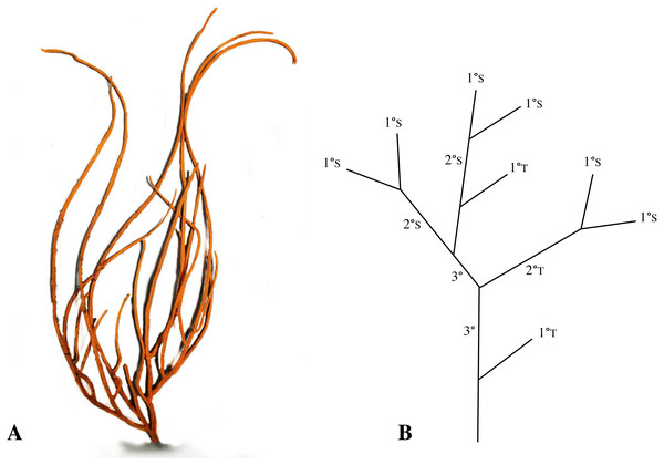 Photo of Leptogorgia virgulata (A), and an example of a simplified branching pattern (B).