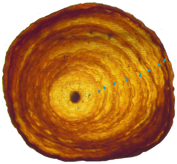 Growth rings in a basal cross section from a Leptogorgia virgulata colony under a compound microscope.