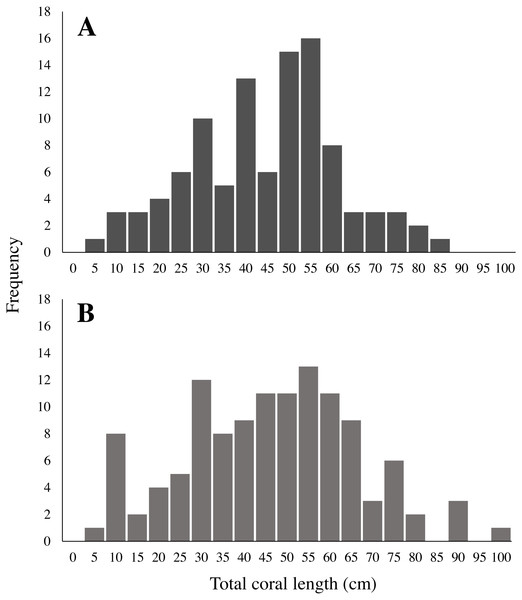 Length frequency of (A) collected and (B) in-situ measured Leptogorgia virgulata colonies.