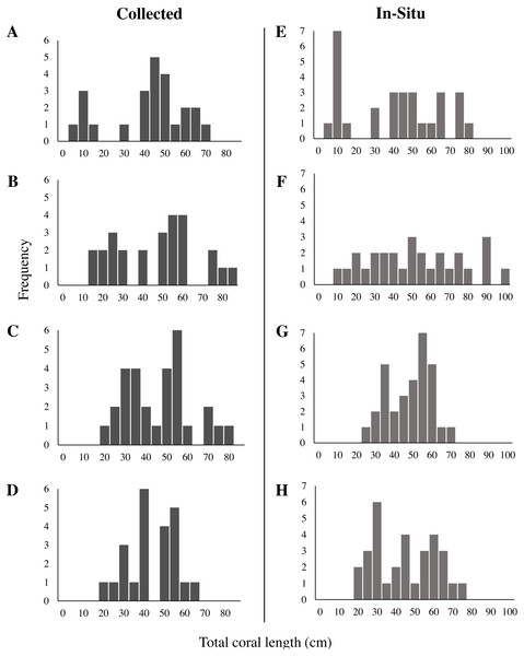 Length frequency of collected and in-situ Leptogorgia virgulata colonies at each study site.