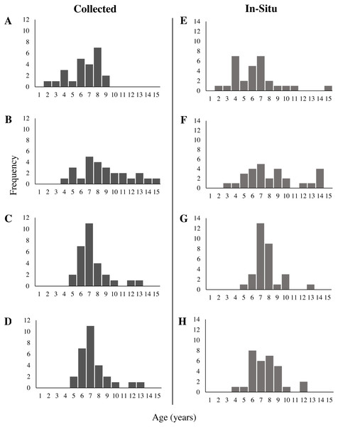 Age frequency of collected and in-situ Leptogorgia virgulata colonies at each study site.