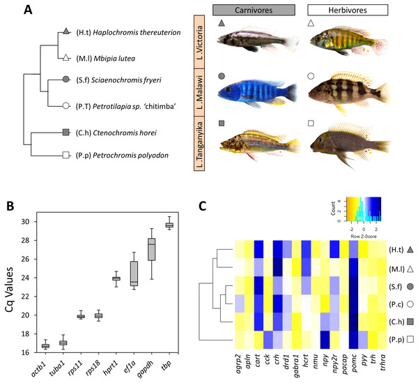 The haplochromine cichlid species in this study, expression levels of the reference genes and a hierarchical clustering based on expression pattern of appetite-regulating genes in the brains.