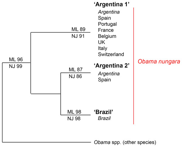 Simplified tree of the relationships within members of Obama nungara and with close species.