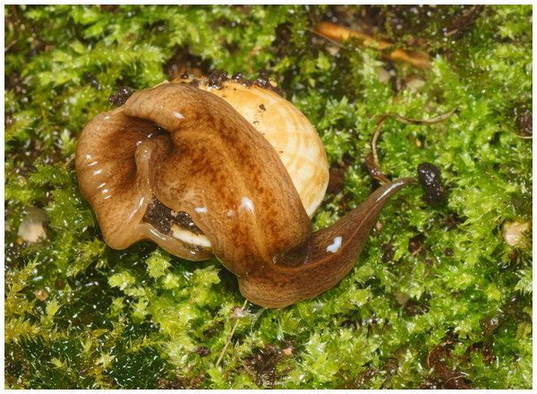 Pale-yellow form of Obama nungara, feeding on a snail.