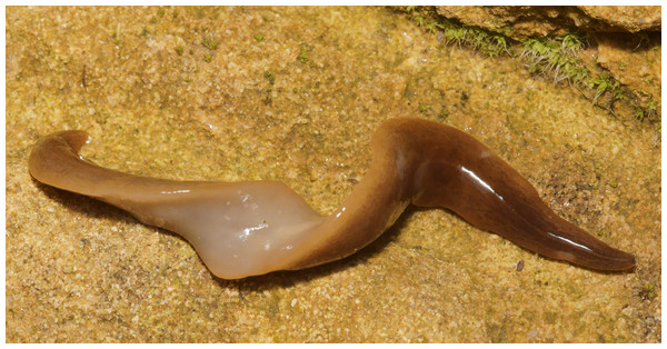 Obama nungara, specimen showing dorsal and ventral sides.