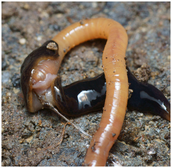 Obama nungara, dark form feeding on an earthworm.