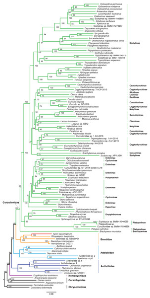 Maximum likelihood tree inferred from the dataset of PCGRNA using IQ-TREE.