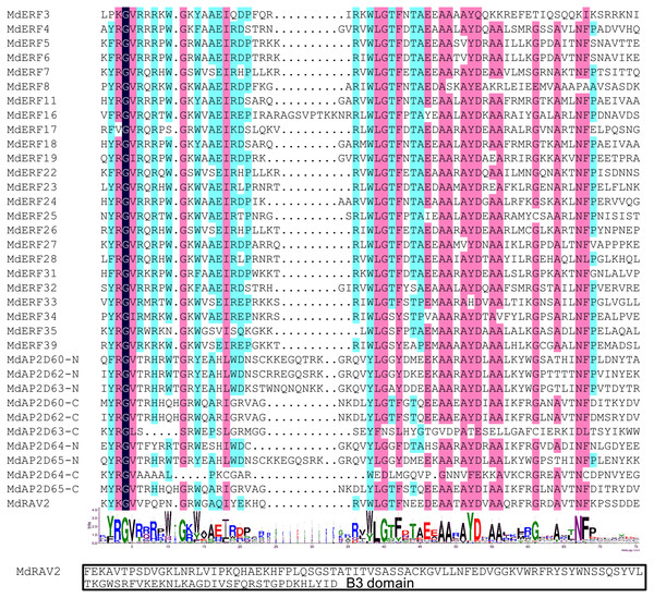 Sequence analysis of the AP2 and B3 domain in apple AP2/ERF proteins.
