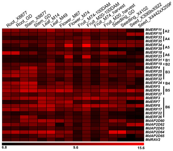 Expression profiles of apple AP2/ERF genes in various tissues.